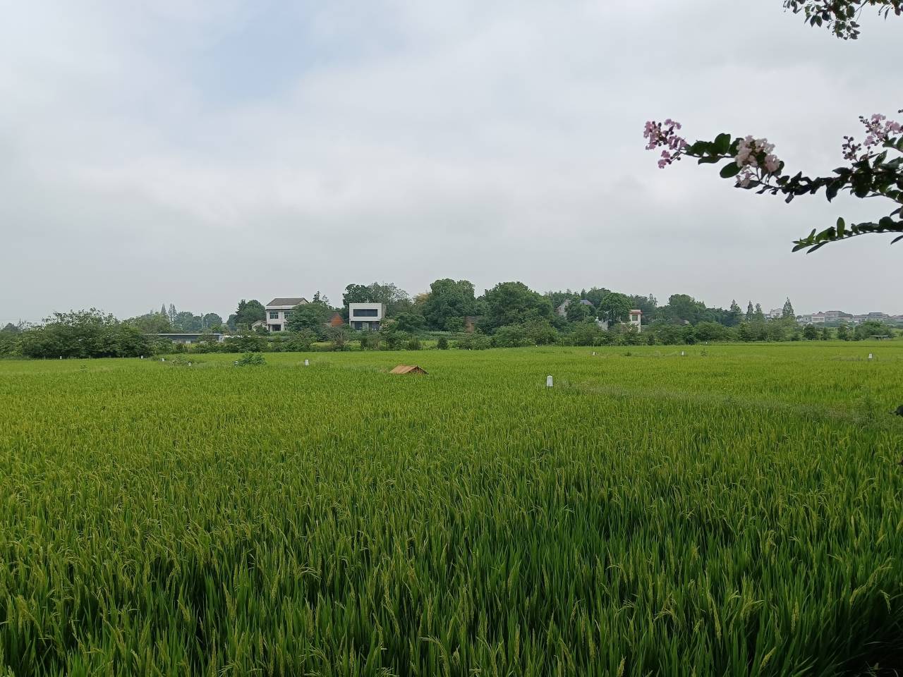 石首“鸭+蛙+稻”一种两收绿色种植技术荣获省级大赛二等奖——颖郝科技走出生态循环农业新路径
